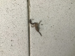 Hormurus