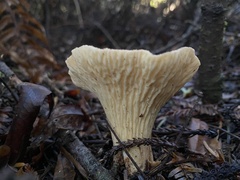 Turbinellus kauffmanii