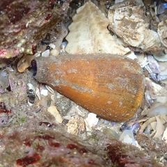 Conus sanguinolentus