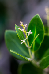 Olea capensis enervis