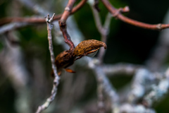 Ischnolepis natalensis