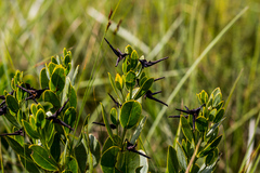 Rafnia elliptica