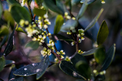 Robsonodendron eucleiforme