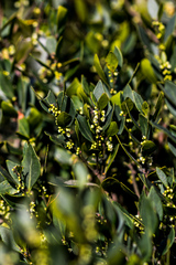 Robsonodendron eucleiforme