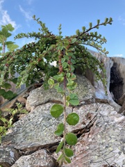 Cotoneaster hjelmqvistii