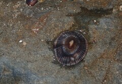 Siphonaria funiculata