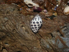 Tenguella marginalba