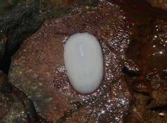 Tugali parmophoidea