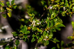 Tricalysia capensis