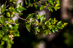 Tricalysia capensis
