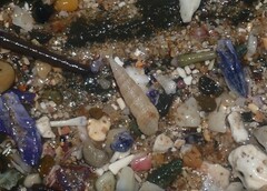 Cacozeliana granarium
