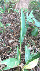 Alpinia zerumbet