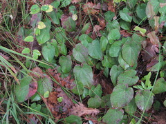 Epimedium pinnatum