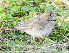 Calandrella dukhunensis