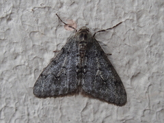 Phigalia strigataria