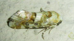 Acontia transfigurata
