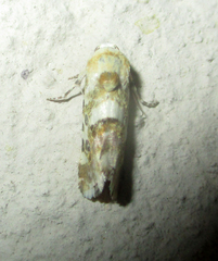 Acontia transfigurata