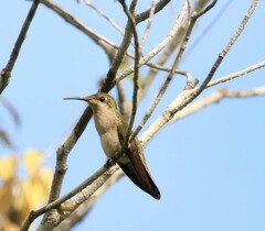 Campylopterus largipennis