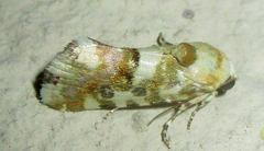 Acontia transfigurata
