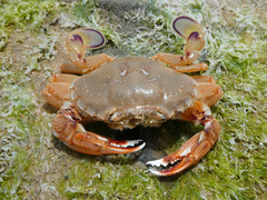 Ovalipes australiensis