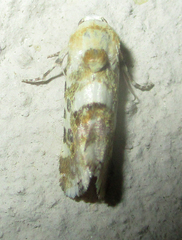 Acontia transfigurata