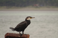 Phalacrocorax capillatus