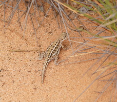 Ctenophorus spinodomus