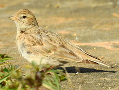 Calandrella dukhunensis