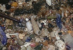 Cacozeliana granarium