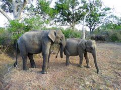 Elephas maximus maximus