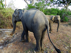 Elephas maximus maximus