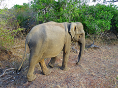 Elephas maximus maximus