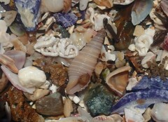 Pulsarella cognata
