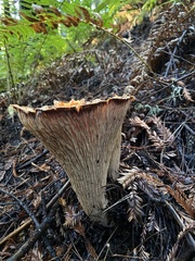 Turbinellus kauffmanii