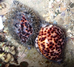Cypraea tigris