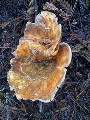 Turbinellus kauffmanii