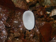 Tugali parmophoidea