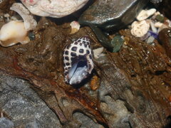 Tenguella marginalba