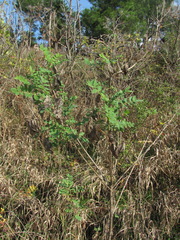 Colutea cilicica