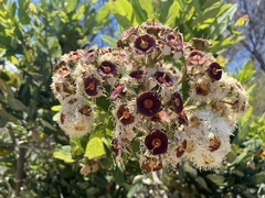 Angophora hispida