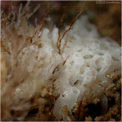 Clathrina coriacea