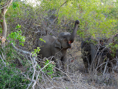 Elephas maximus maximus