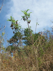 Colutea cilicica