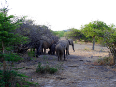 Elephas maximus maximus