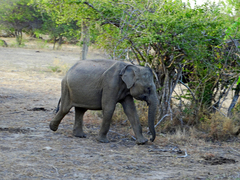 Elephas maximus maximus