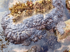 Cladiella