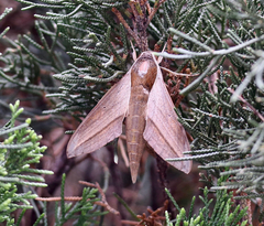 Theretra alecto