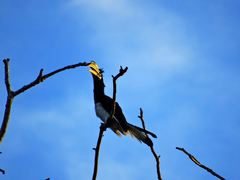 Anthracoceros coronatus