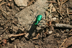 Cicindela denikei
