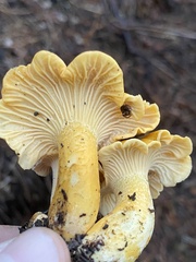 Cantharellus formosus